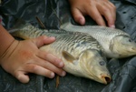 dsc06802.jpg