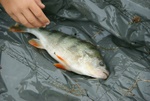 dsc06855.jpg