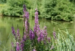 dsc07093.jpg