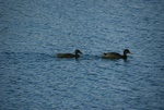 dsc07230.jpg