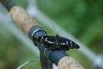 dsc07355.jpg